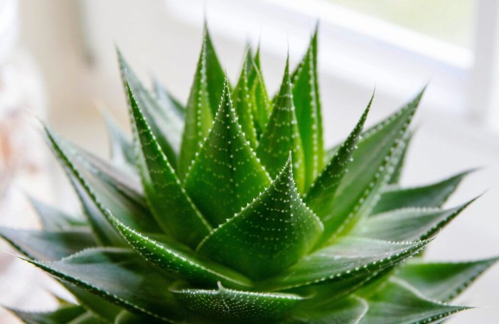 Aloe zur Penisvergrößerung