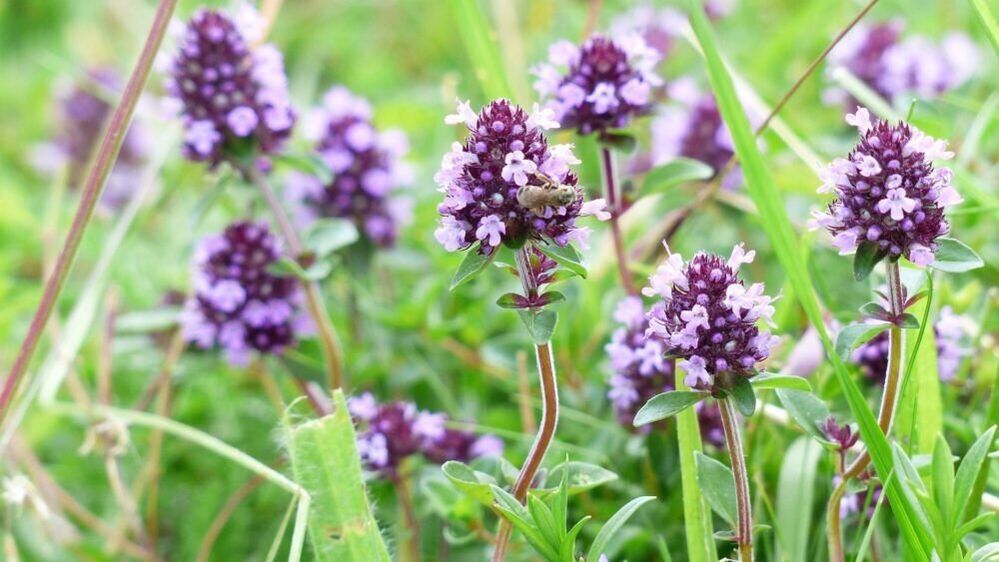 Thymiankraut zur Penisvergrößerung